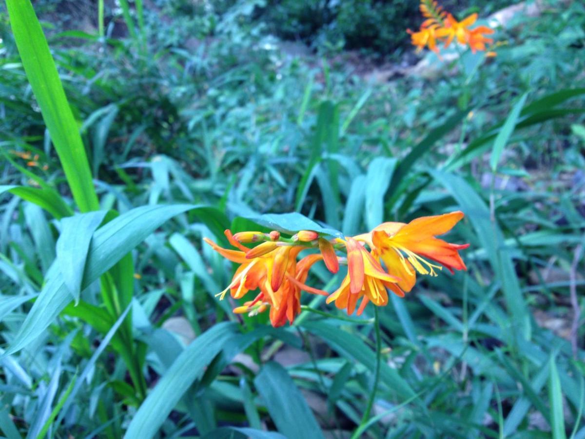Otsu Nature Garden Akiruno Bagian luar foto