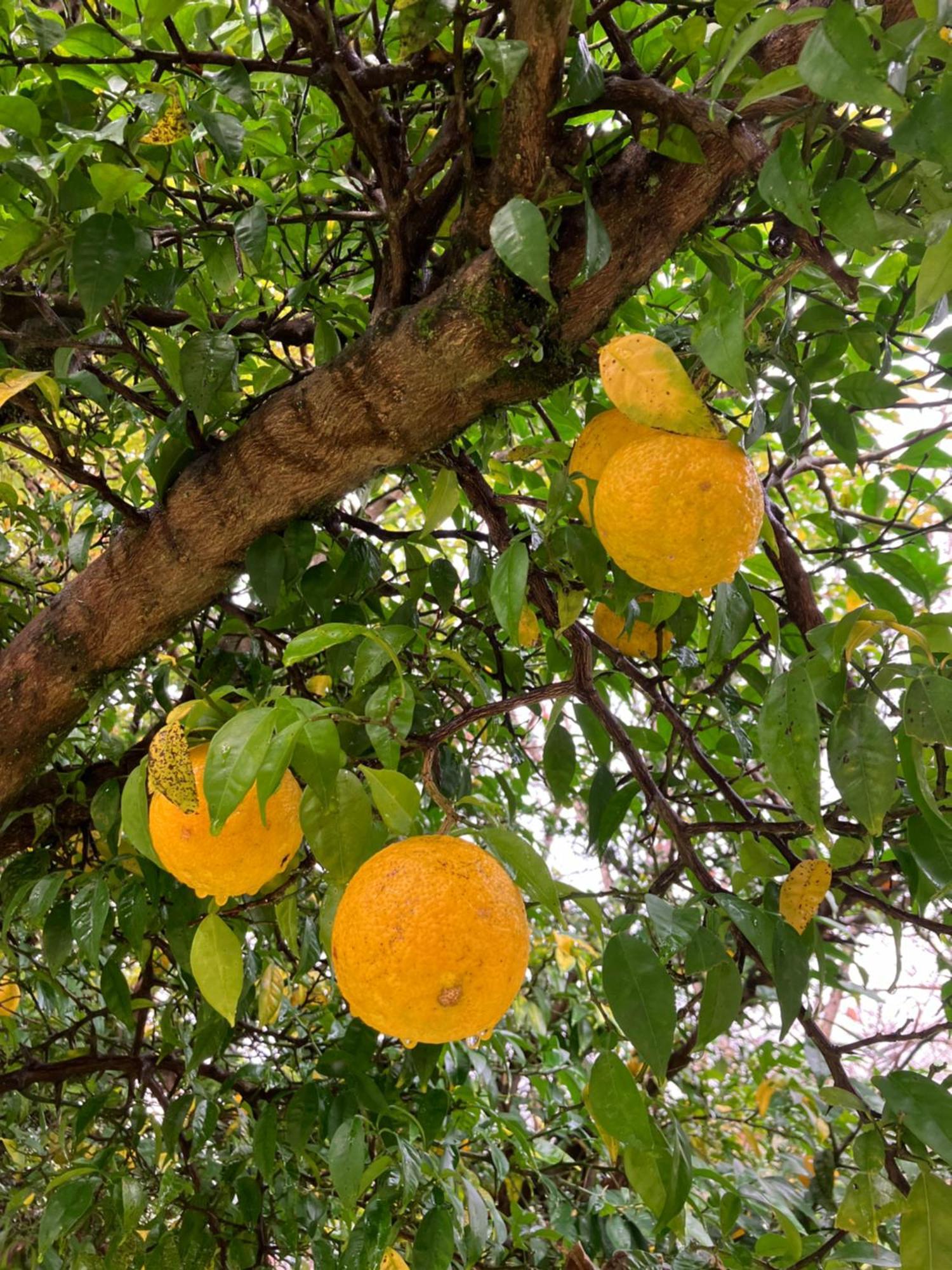 Otsu Nature Garden Akiruno Bagian luar foto